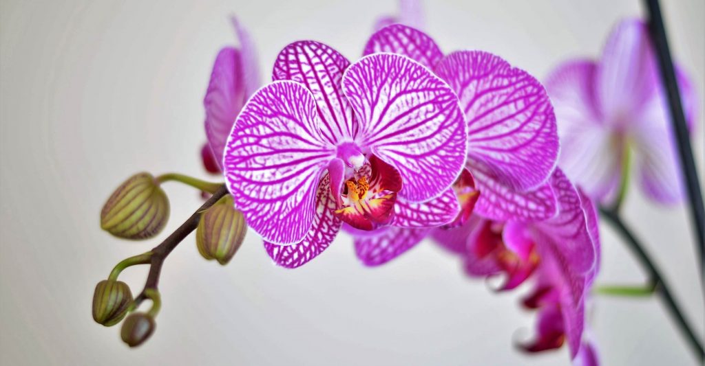 San Valentino, Orchidea